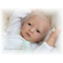 Daniel - Kit de Linde Scherer